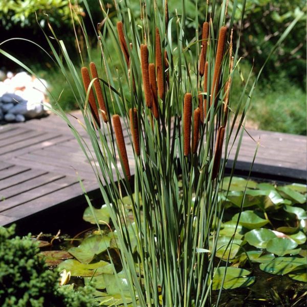 Massette (Typha spp.)