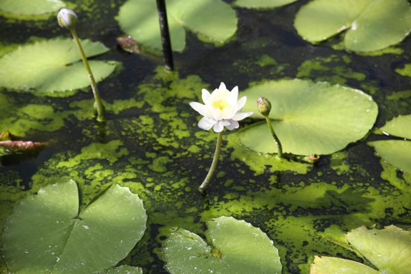 Nénuphar Rustique Présentation